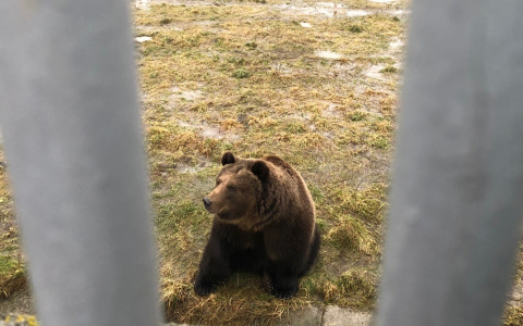Первые жертвы аномалий: символ России братья-медведи из Ярославля предвещают катаклизмы