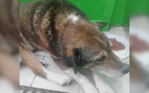 «Воет, плачет и не может ходить»: ярославцы просят спасти брошенную собаку