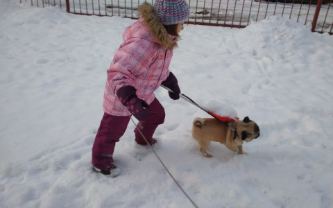 Экстренное предупреждение и аномальное тепло на Рождество: синоптики огорчили ярославцев