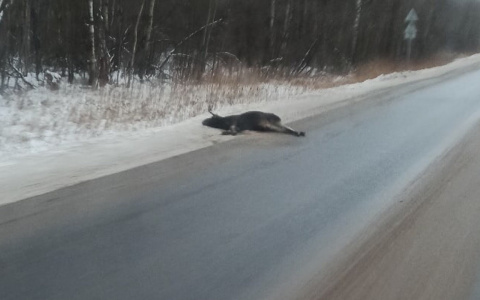 Водитель вскрикнул от ужаса: на трассе под Ярославлем сбили лося