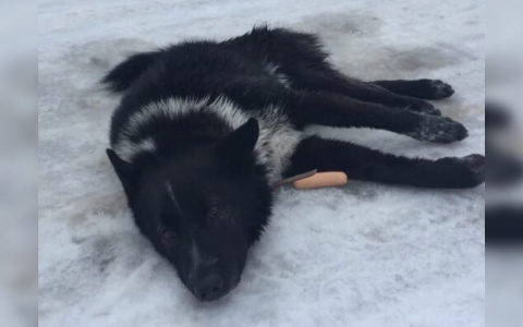 «Трясется и истекает кровью»: ярославцы о печальной судьбе умирающего пса