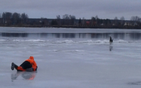 Пес рыдал в ледяном плену: рискуя жизнью, ярославцы спасли собаку