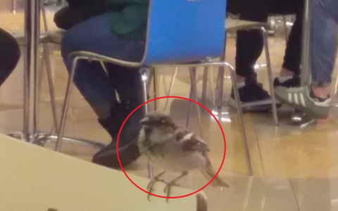 Прилетают доедать за людьми: ярославцы шокированы птицами на фудкорте в ТЦ