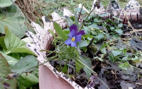 "Нам страшно от цветов в январе": фото диких аномалий показали ярославцам