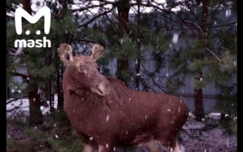 Сто тысяч в никуда: дорогую «игрушку» охотников нашли под Ярославлем