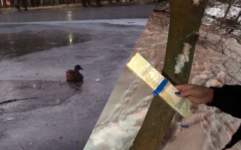 Крючок в горло: городских уток живодеры ловят за Волгой