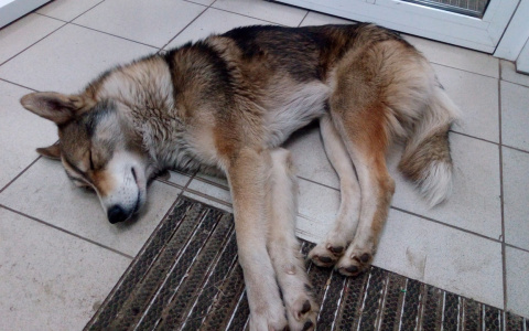 Выпотрошены и обезглавлены: в Ярославле ищут маньяка, жестоко убивающего собак