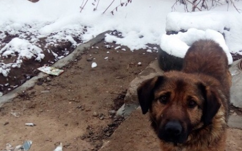 Пса вывернули наизнанку: сектовед о страшной находке в Заволжском районе