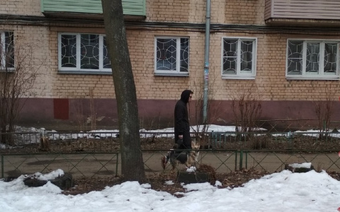 Даже породистых: ярославцам хотят запретить разводить кошек и собак