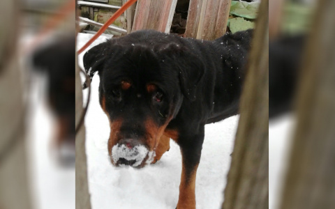 Одни кости: оставшийся один ротвейлер умирает от голода в Рыбинске