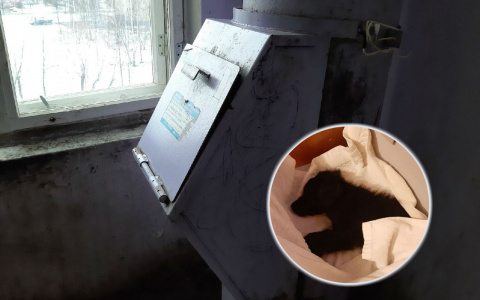 Стонал в целлофановом пакете: щенка замуровали в мусоропроводе ярославцы