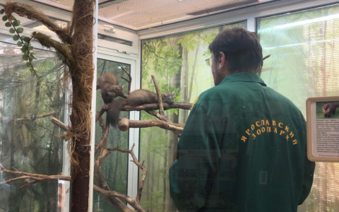 Теперь они живут без лап: как калечатся животные под Ярославлем