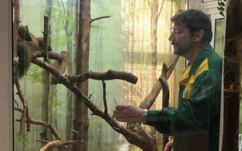 Кровь текла по рукам: опасного хомяка сдали в зоопарк Ярославля