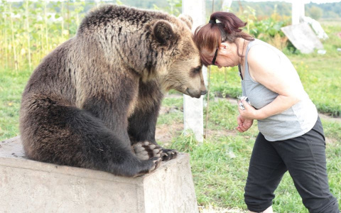 "На сто процентов вегетарианец": ярославна о тайнах жизни с медведем