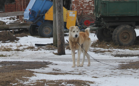 Живой скелет на цепи: умирающего пса просят спасти ярославцы