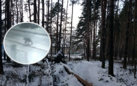 Бродит где-то рядом: об опасном медведе предупредили ярославцев