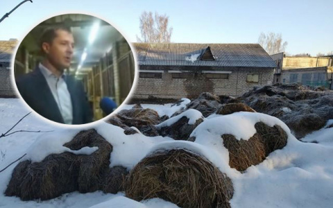 "Вся проверка -селфи с лошадьми": новый скандал в конно-спортивной школе Ярославля