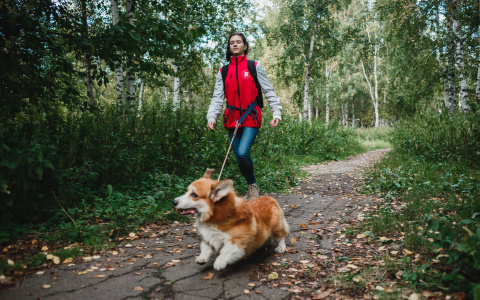 Как быстро научить собак командам