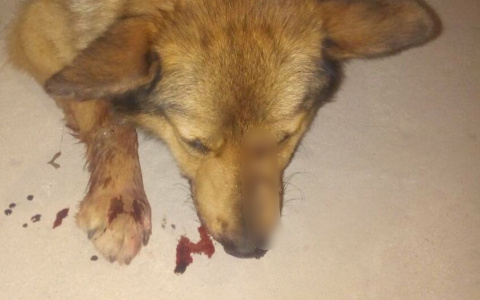 «Прострелили нос и челюсть»: ярославна ищет извергов, которые изуродовали ее собаку
