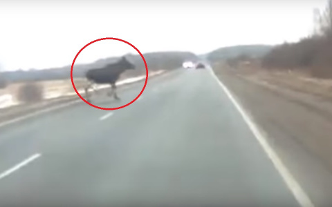 Дают шанс выжить: поведение сохатого поразило водителей в Ярославле