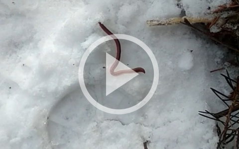 Черви из-под снега: аномалия из Рыбинска попала на видео