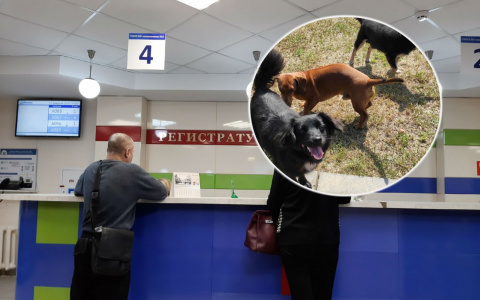 Из-за угрозы коронавируса россиянам предложили избавиться от животных