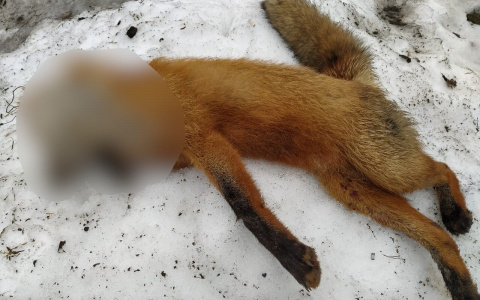 Душили голыми руками: под Ярославлем нашли труп лисы