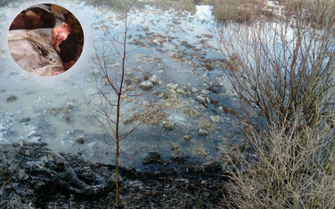 Кровавые кости скинули в ручей: страшная находка напугала охотника под Ярославлем