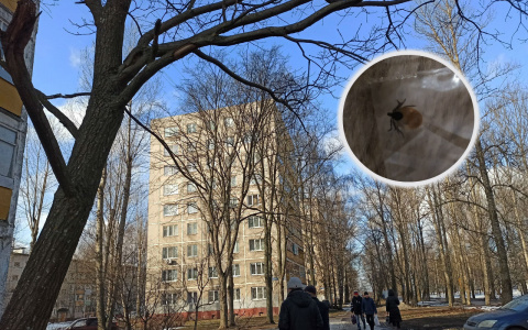 Ярославль вошел в список городов с самыми энцефалитными клещами