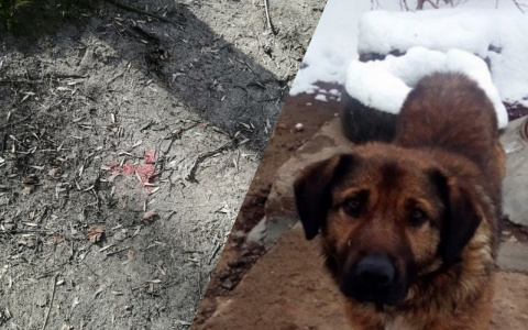 Догхантеры травят собак: ярославцы о том, где рассыпана отрава