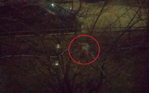 С деревьев прыгают в окна: ярославцев атакуют полчища крыс