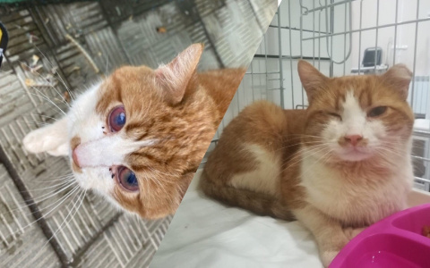 Волонтер рыдала на коленях: живодеры ослепили кота газовым баллончиком под Ярославлем