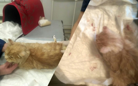 Полумертвый заполз в подъезд: живодеры жестоко издевались над котом в Ярославле