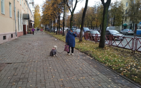 Своих держите дома: в Ярославле начнут отлавливать собак