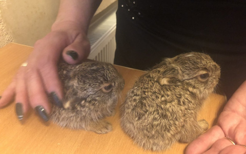 Вырвали из клюва ворона: двух зайчат спасли в Ярославле