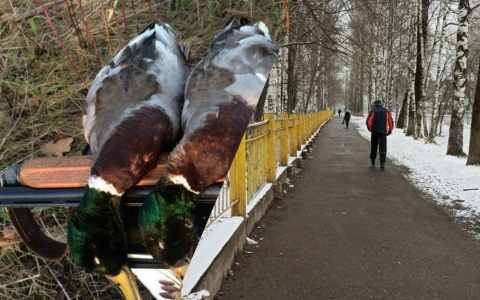 "Деньги уже собрали": ярославцы пытаются вернуть сезон весенней охоты