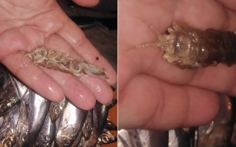 "Китайский деликатес": ярославна показала фото страшной находки в кильке