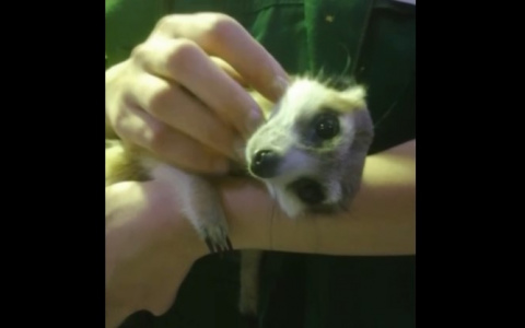 Бегают по пустым коридорам: новая жизнь животных в зоопарке Ярославля