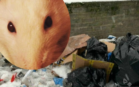 Крысы величиной с кошку: опасные грызуны атаковали двор в Брагино