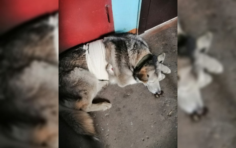 "Ее разорвали собаки": как ярославцы всеми миром спасали израненного пса