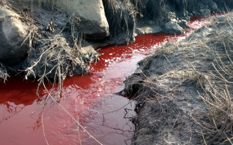 "Свои нас травят": "кровавый" ручей напугал жителей Рыбинска