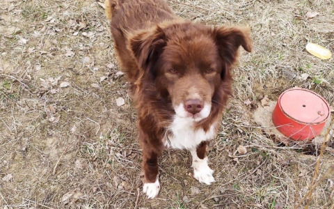 «Продал дом и выбросил пса»: ярославцы просят спасти собаку с тяжелой судьбой