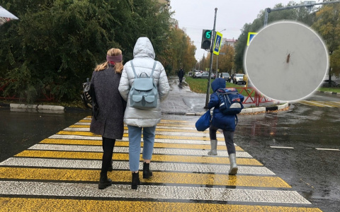 Можно ли заразиться COVID-19 от клещей и комаров, рассказал врач из Ярославля