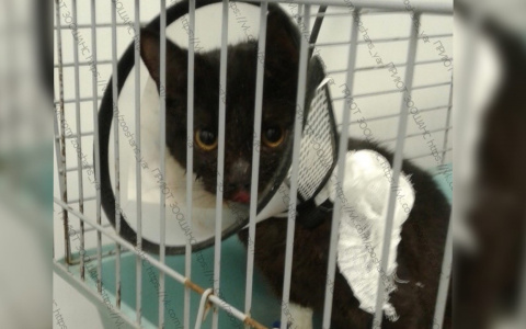 Сломали челюсть и выбросили умирать: живодеры жестоко изуродовали кота в Ярославле