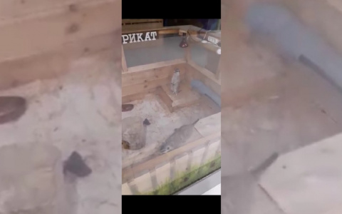 "Миски все перевернуты": грустное видео из контактного зоопарка Ярославля