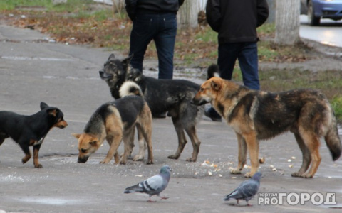 Восемьсот ярославцев обратились в больницу: бешенство нашли у собак в Ярославской области