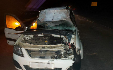 Зверь выскочил внезапно: ярославец пострадал в ДТП на трассе