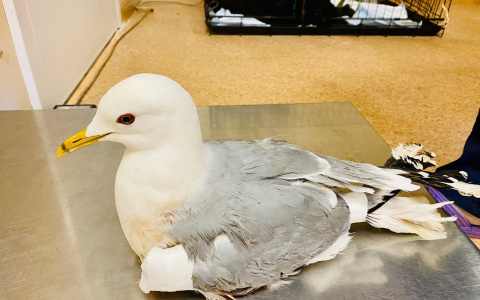 Одна погибнет: ярославцы просят спасти искалеченную чайку