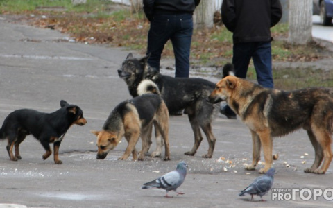 Девятьсот ярославцев обратились в больницу: бешенство нашли у собак