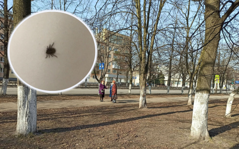 Половина укушенных - дети: назвали места, обработанные от клещей в Ярославле